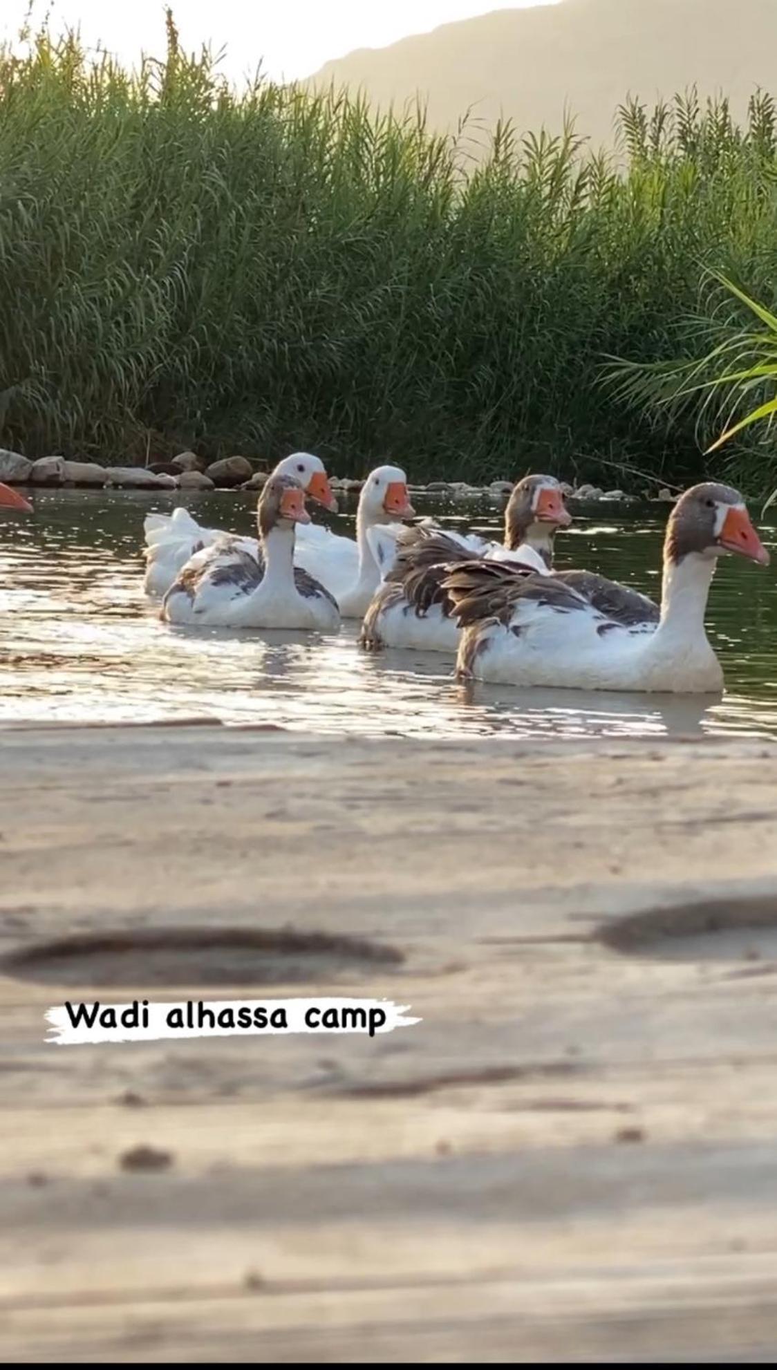 מלון Khawkhah Wadi Al-Hassa Camp מראה חיצוני תמונה